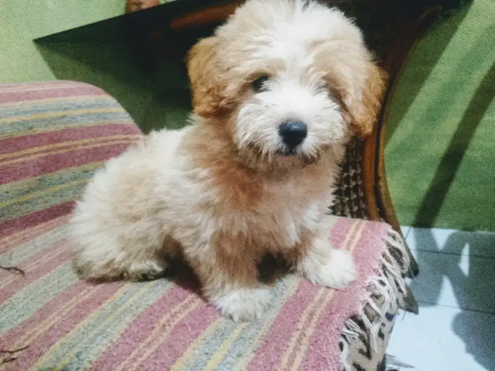Open adopt mini poodle..Maltipo