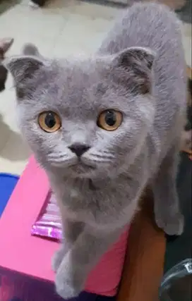 Kucing kitten betina 4 bln BSH x SF line Ped