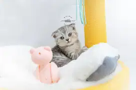 Kucing Scottish Fold Kitten Line Pedigree