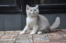 Bsh lilac bico betina 3 bln