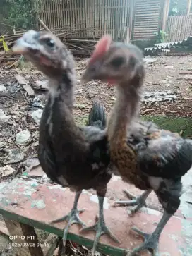 Ayam pelung anakan sepasang