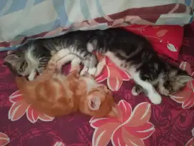 Anakan kucing lucu