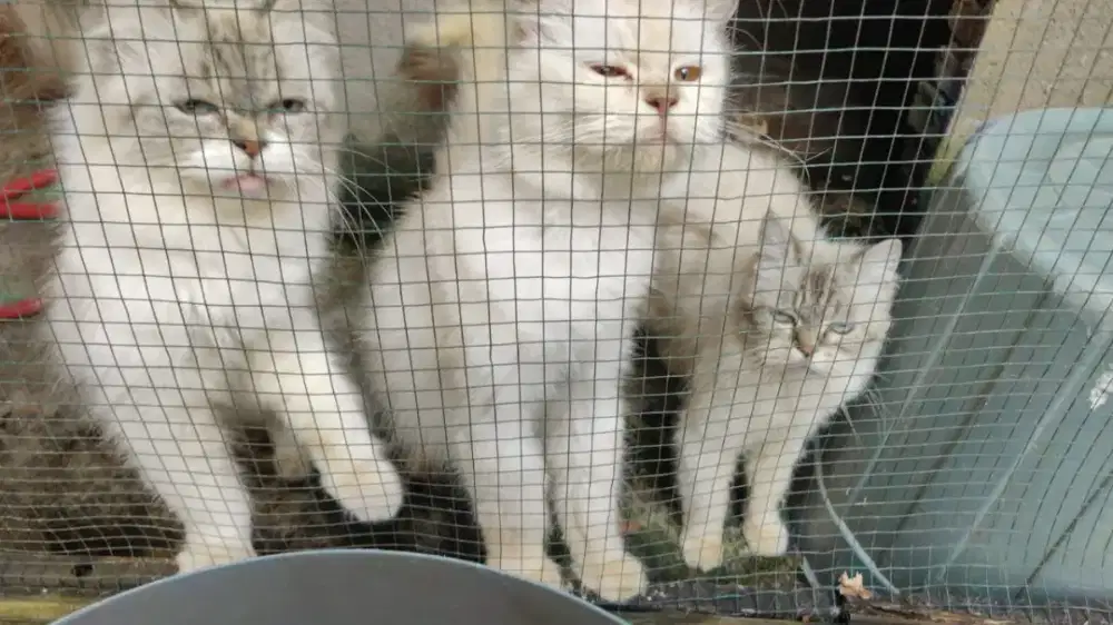 3 ekor kucing Persia siap di adopt