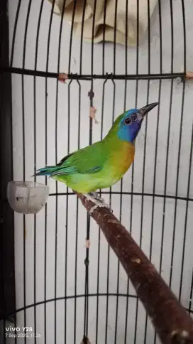 Burung Kinoy jantan gacor