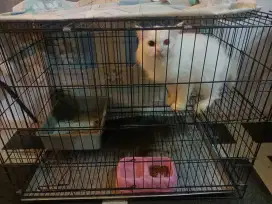 Dijual Kucing Ras Mix Persia & Anggora Warna Putih Solid Mata 2 Warna
