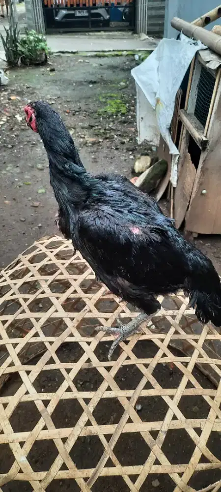 Ayam bangkok pamangon
