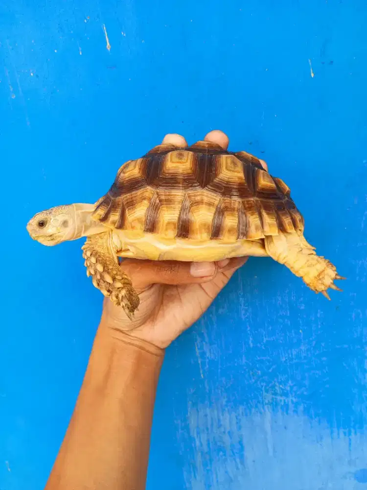 Kura kura sulcata size 15cm