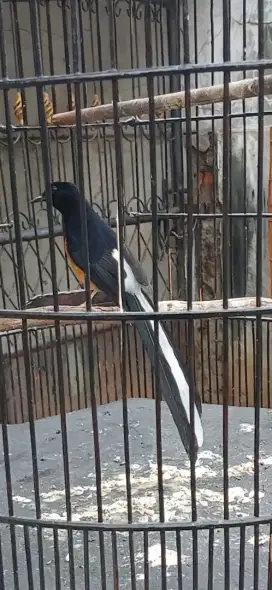 Murai jantan Blorok ekor slap putih Pastol