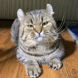 Munchkin Kinkalow Jantan