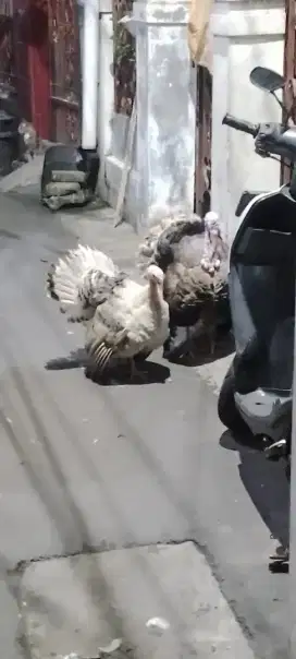 Jual ayam kalkun dewasa satu pasang