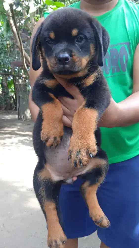 Puppies rottweiler betina