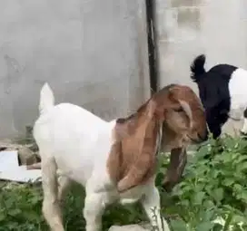 sepasang anakan kambing etawa 3-4 bulan super unggulan jamin manteb ok