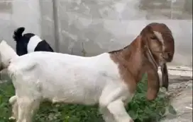 sepasang bibit kambing etawa 3-4 bulanan siap ternak budidaya rawatan