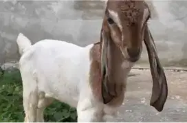 sepasang anakan kambing etawa 3-4 bulanan super unggulan rawatan puas