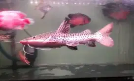 Ikan leoopard catfish