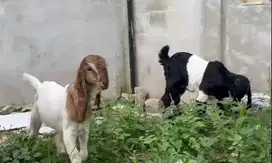 sepasang anakan kambing etawa 3-4 bulanan siap ternak piara hobby puas