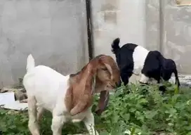 sepasang anakan kambing etawa 3-4 bulanan siap ternak piara budidaya