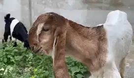 sepasang anakan kambing etawa 3-4 bulanan siap ternak piara hobby2an