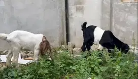 sepasang anakan kambing etawa 3-4 bulanan siap ternak piara rawatan ok