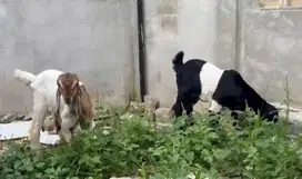 sepasang anakan kambing etawa 3-4 bulanan siap piara ternak hobby puas