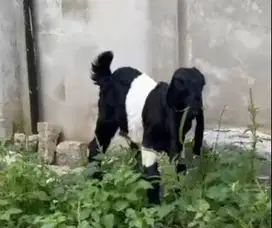 sepasang anakan kambing etawa 3-4 bulanan siap piara ternak hobby puas