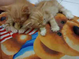 Kucing Persia mixdom