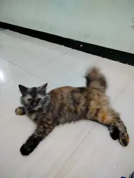 Lepas Adopsi Betina Ras