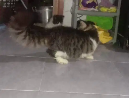 jasa paca munchkin