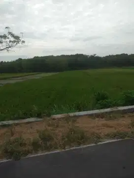 Dijual murah sawah SHM pinggi jalan Oro oro ombo desa Gumu Rejo Teras