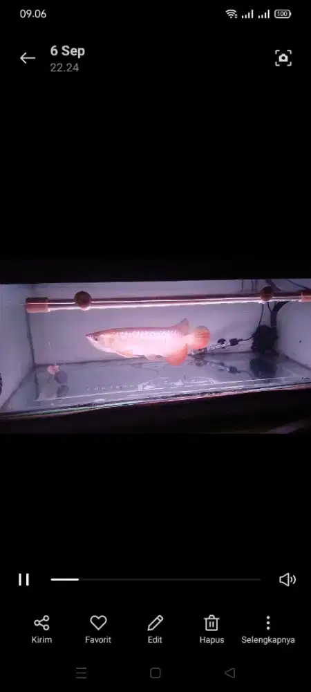 Arwana Golden red & Super red