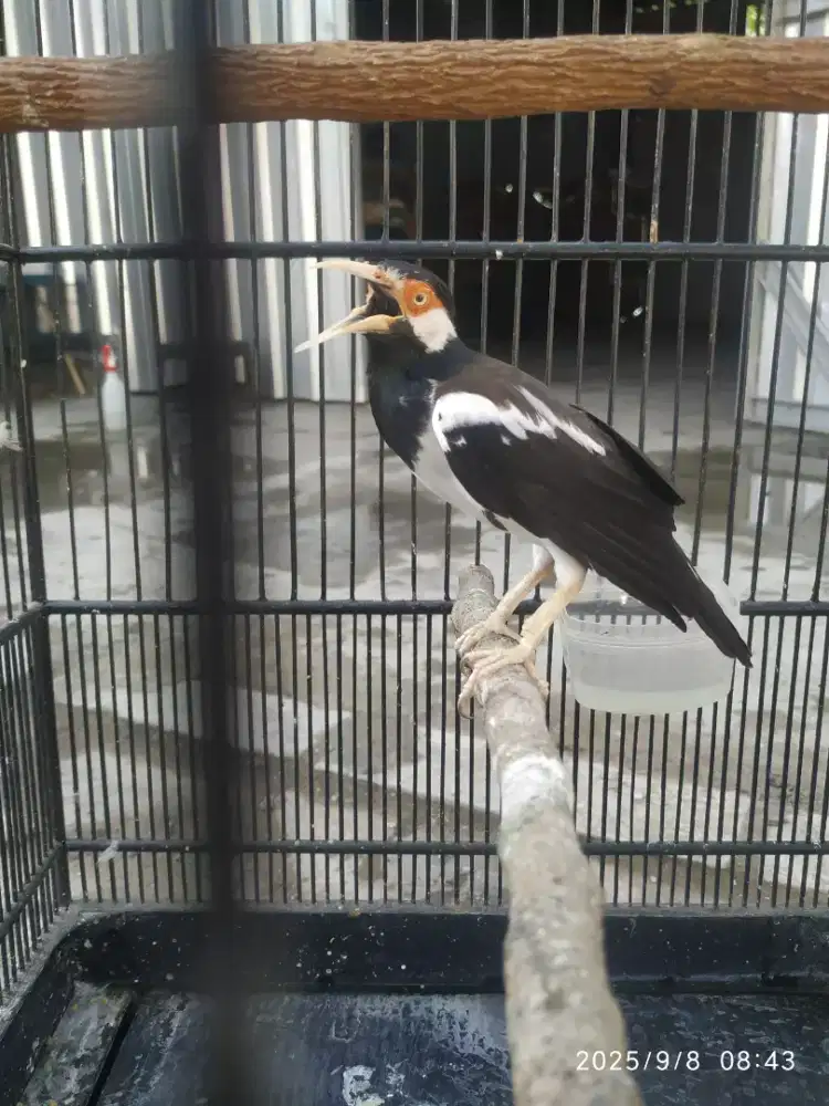 burung jalak suren gacor