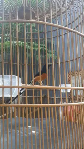 Murai batu muda
