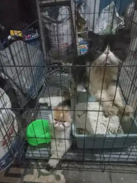 Kucing persia peaknose satu pasang