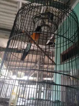 Jual burung murai batu ekor panjang