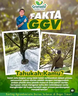 Kavling Agrowisata Durian Terbesar di Bogor Timur