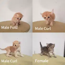 Lepas adopt Borongan Scottish Fold x American Curl Indukan 4 Anak