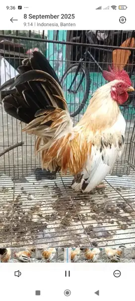 Ayam kate jantan