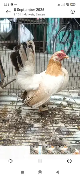Ayam kate betina