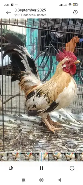 Ayam kate jantan dewasa