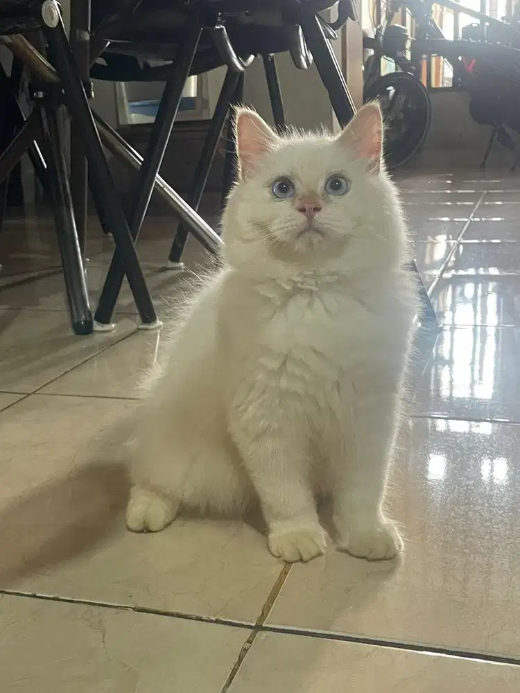 Kitten Jantan Mix Mainecoon - Himalaya