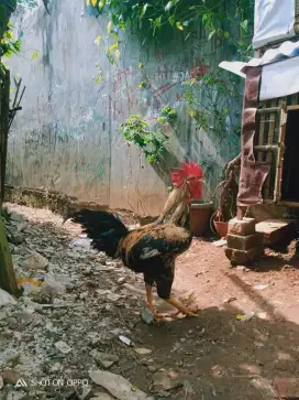 Dijual ayam jantan dewasan usia kurang labih baru 7 bulanan