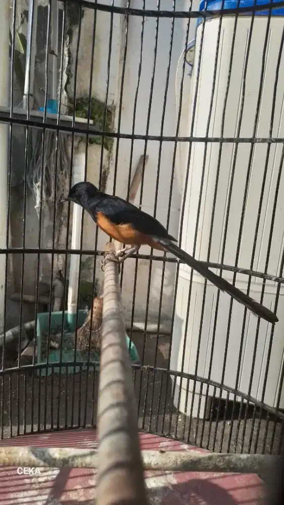 Burung murai batu