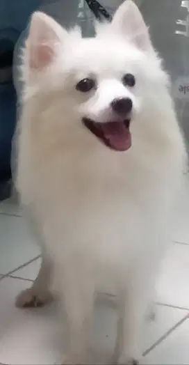 Jual anjing minipom murah