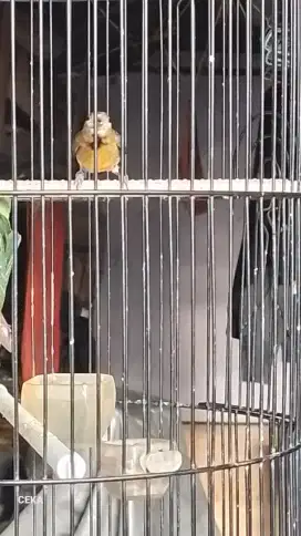 Burung Siskin klasik 1 pasang calon merah cabe