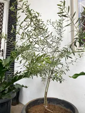 Pohon Zaitun Nevadilo Blanco