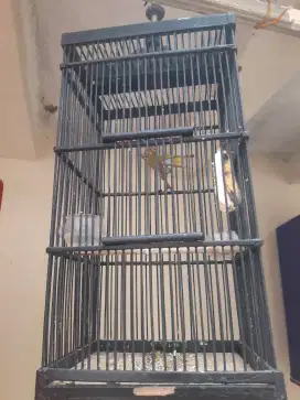 Jual burung peleci jantan rajin pulset