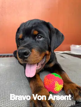 Dijual Anakan Rottweiler Jantan 4 Bulan