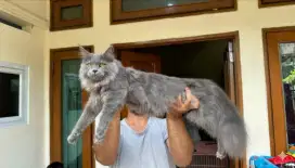 Kucing Maine coon jantan super ganteng