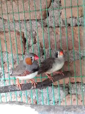 Burung sebrafins 4ekor