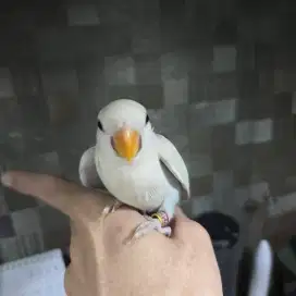Burung LOVEBIRD NK ready lagi. Warna pale chremino mix vio